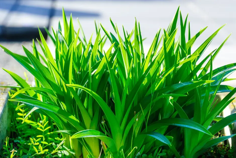 Greens & Outdoors at LODHA KADUGODI, Bangalore
