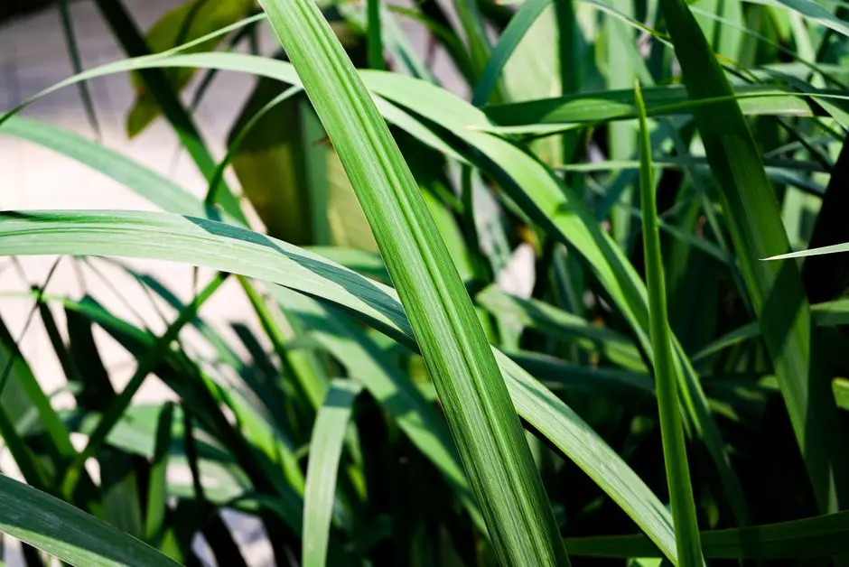Greens & Outdoors at LODHA MAISON, Lodha Park, Mumbai