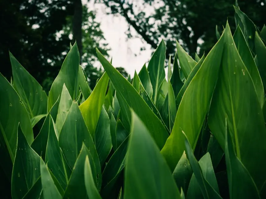 Greens & Outdoors at LODHA ACENZA, Andheri East, Mumbai