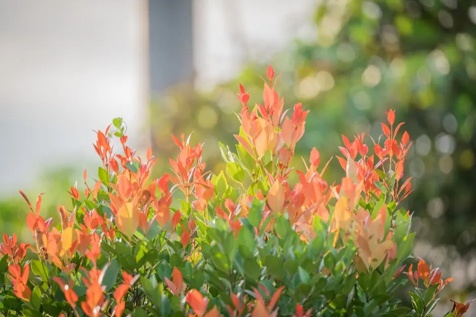 Greens & Outdoors at LODHA SERENITY, Lakeshore Greens, Palava, Thane