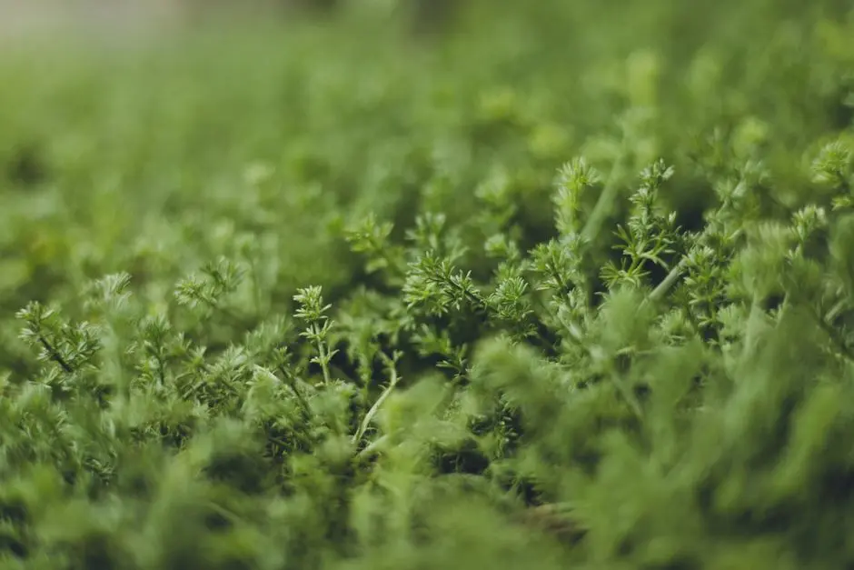 Greens & Outdoors at LODHA INDUSTRIAL PARK, ORAGADAM (LIP ORAGADAM), Chennai